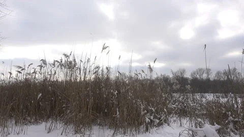Dry reeds in time laps with clouds in the winter sky. Stock Footage 165278510