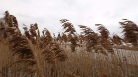 Dry reeds in the wind Stock Footage 44218468