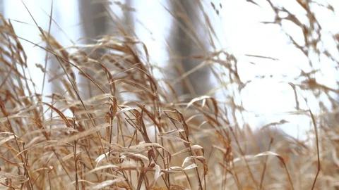 Dry reeds in the wind Stock Footage 104733597