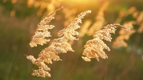 Dry Reeds in the Wind Видео 106455351
