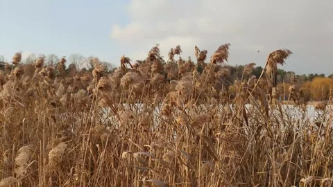Dry reeds in the wind Stock Footage 146460025