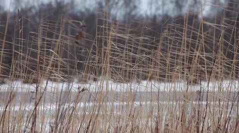 Dry reeds in winter Stock Footage 45722796