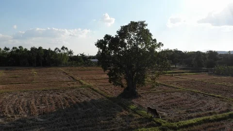 Dry rice field empty soil after rice post harvest with tree aerial view Stock Footage 124002044