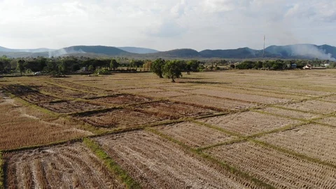 Dry rice field empty soil after rice post harvest with tree Stock Footage 124002118