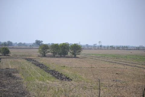 Dry rice fields during the dry season Stock Photos