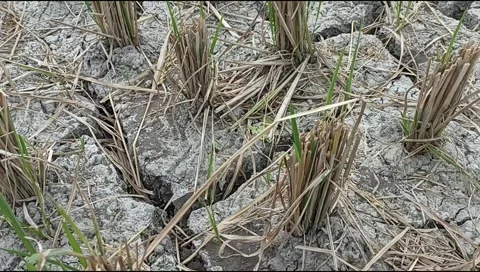 Dry rice fields, no water, dry rice fields, cracked soil, dry land, climate and Stock Footage 315337113