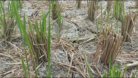 Dry rice fields, no water, dry rice fields, cracked soil, dry land, climate and Stock Footage 315337116