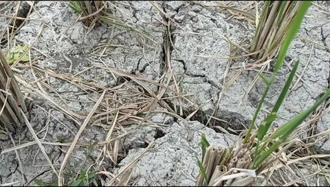 Dry rice fields, no water, dry rice fields, cracked soil, dry land, climate and Stock Footage 315337118