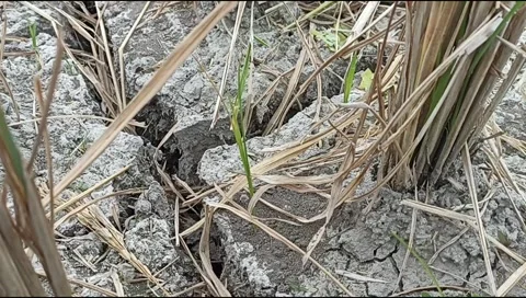 Dry rice fields, no water, dry rice fields, cracked soil, dry land, climate and Stock Footage 315337119