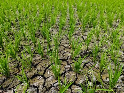 Dry rice fields Stock Photos