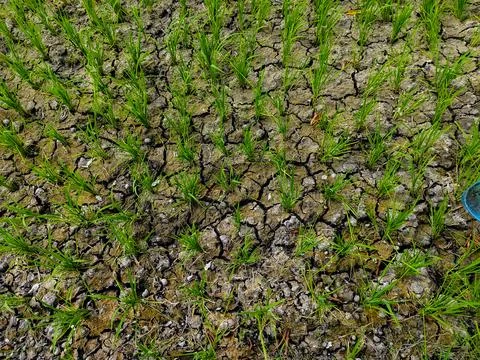 Dry rice fields Stock-Fotos
