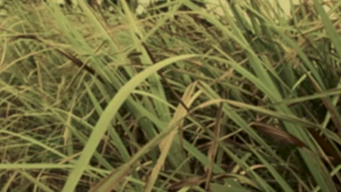 Dry rice fields with weeds swaying in the wind Stock Footage 268881503