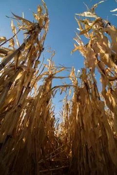 Dry ripe cobs, bottom up view of corn field at harvest time Stock Photos