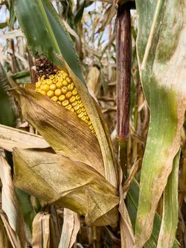 Dry ripe corn cobs in the field Stock Photos