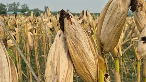 Dry Ripe Corn Cobs Ready For Harvest In Mature Maize Farm Field Close Up Stock Footage 343096223