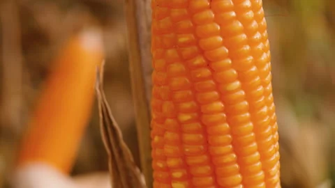 Dry ripe maize corn on stalk Stock Footage 267871203