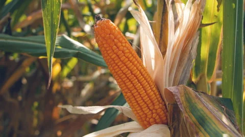 Dry ripe maize corn on stalks for harvest in the agricultural cultivated field Stock Footage 174544674