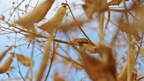 Dry Ripe Winter Pea Pods Low Angle Close Up 1 Stock Footage 339770831