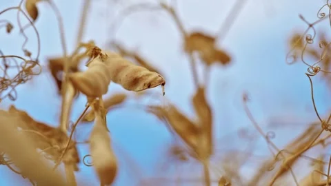 Dry Ripe Winter Pea Pods Low Angle Close Up 3 Stock Footage 339770936