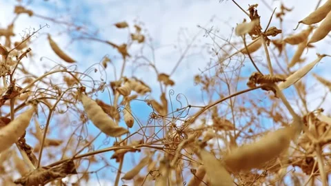 Dry Ripe Winter Pea Pods Low Angle Close Up 4 Vidéo 339770944