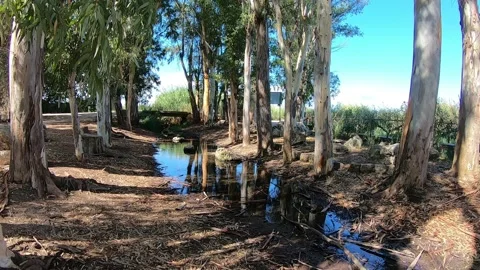 Dry river among the trees Stock Footage 145751528