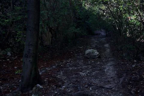 Dry river bed in a forest on a hill with a rock in the middle of it Stock Photos