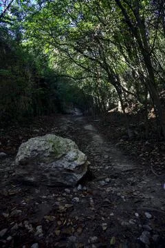 Dry river bed in a forest on a hill with a rock in the middle of it Stock Photos