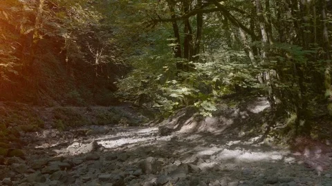 Dry River Bed Gorge, Mountain Forest Nature Landscape Rock Background Stock Footage 109584394