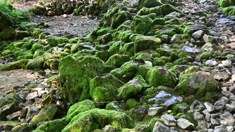 Dry river bed. Moss on rocks and stones. Stock Footage 313735823