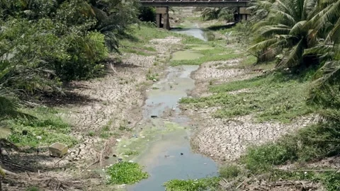 Dry river in drought with coconut trees on bank, Mekong delta Stock Footage 142675105