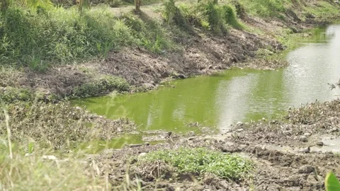 Dry river in drought with green algae water and coconut trees on bank, Mekong Stock Footage 142183747