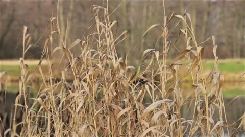 Dry river grass and wind. Stock Footage 32719685
