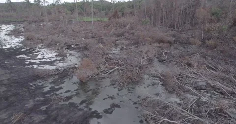 Dry river in the middle of the forest Stock Footage 139950870
