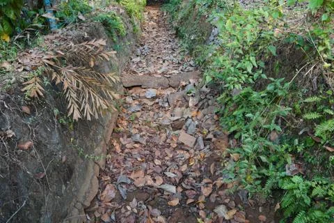 Dry River or stream Path with Roots, plants and dry leaves in a forest during Stock-Fotos