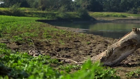 Dry riverbank with fallen tree trunk and green vegetation Stock Footage 327179644