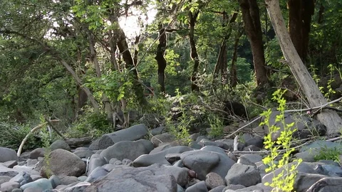 Dry Riverbed - Dolly Shot Vídeo Stock 73234882