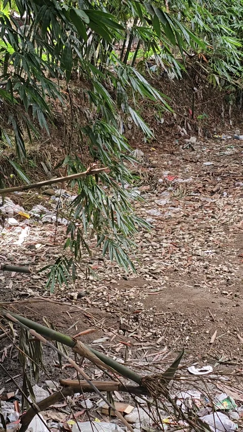Dry riverbed filled with plastic trash in a bamboo forest Stock Footage 331996044