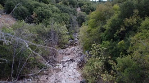Dry riverbed lined with dense Mediterranean plants in rural Greece Stock Footage 321533605