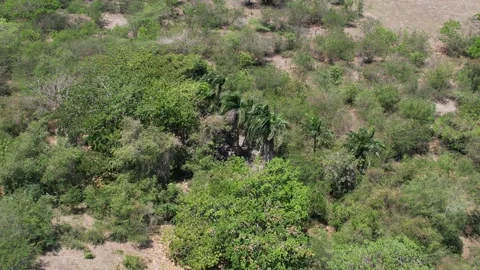 Dry riverbed lined with palm trees, aerial view Stock Footage 278367290