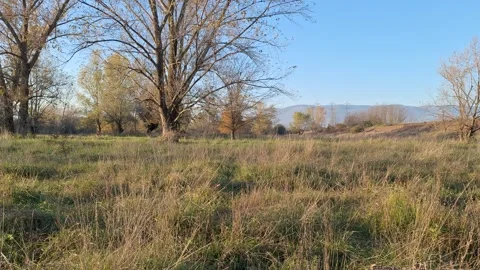 Dry Riverbed Surrounded by Lush Autumn Vegetation at Sunset Stock Footage 320896983
