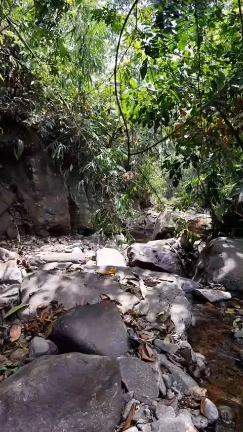 Dry Rocky Jungle Riverbed with Small Flowing Stream 4K Видео 343083914