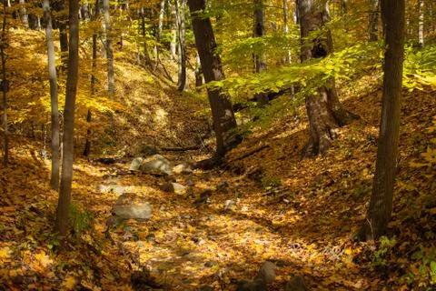 Dry Rocky Stream Bed with Fall Leaves Stock Photos