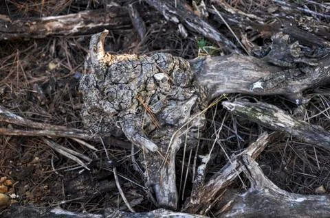 Dry root Stock Photos