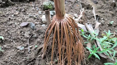 Dry roots of corn trees Stock Footage 336556985