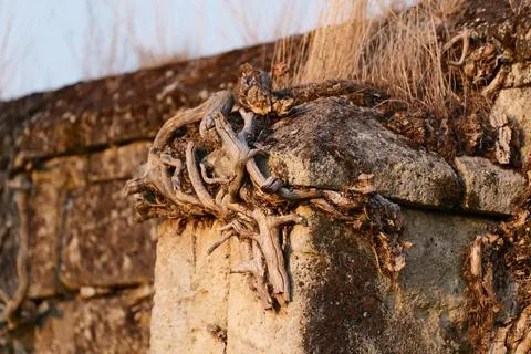 Dry roots fixed in a wall Fotos de archivo