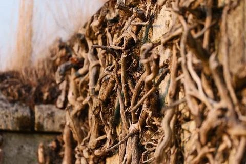 Dry roots fixed in a wall Fotos de archivo