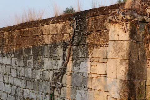 Dry roots fixed in a wall Fotos de archivo