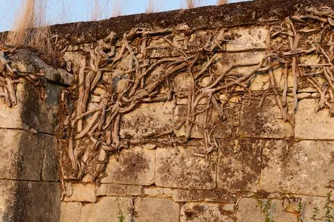 Dry roots fixed in a wall Fotos de archivo