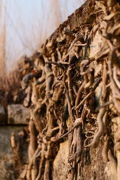 Dry roots fixed in a wall Fotos de archivo