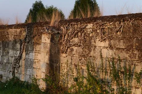 Dry roots fixed in a wall Fotos de archivo